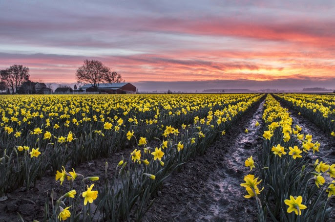 la_conner_daffodil_festival_photo_winner_2014