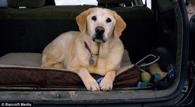 Handler Julie Noyes and Hoke were deployed to the World Trade Centre from their home in Denver on September 24 and searched for 5 days