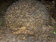 Igel