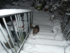 Katze im Schnee3