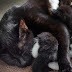 10 Week Old Kitten Teeth : Kitten development in the first six weeks of life.