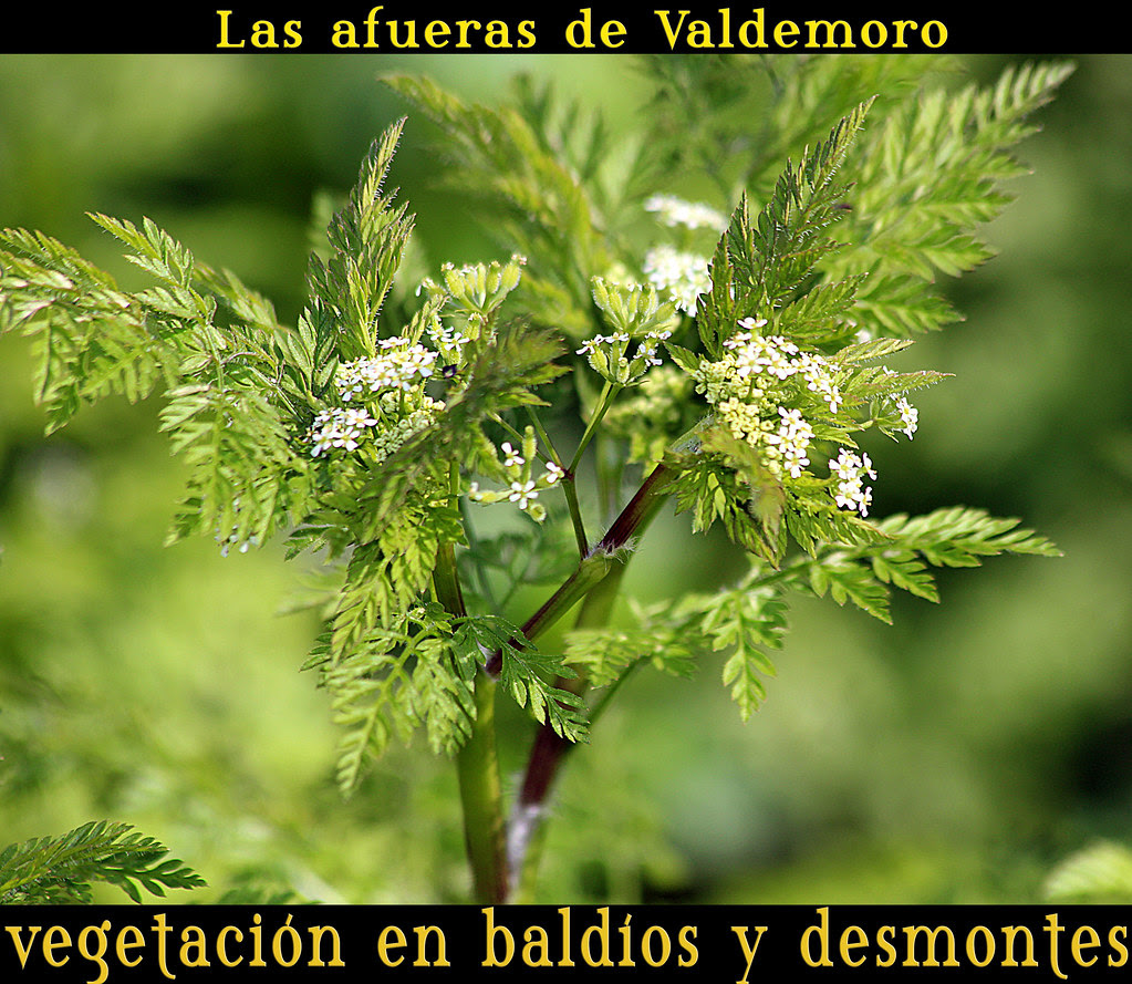 hierbas silvestres: acaso ... conium maculatum (cicuta, perejil lobuno...)