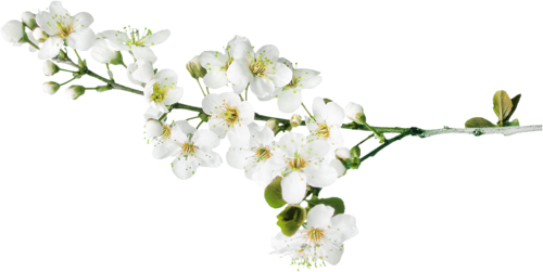 غصن زهر فل ابيض ورد_ابيض ورود freetoedit... If this png image is useful to you, please share it with more friends via facebook, twitter, google+ and pinterest.!