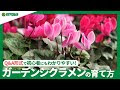 コレクション シクラメン ���やり開始 296644-シクラメ�� 水やり開始
