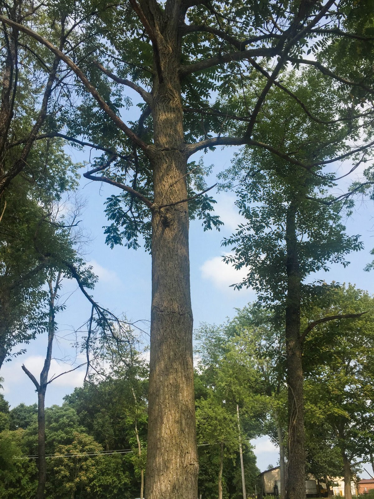 Juglans cinerea