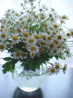 白いお花大好き この花の名前なんでしたっけ シフクnote 楽天ブログ