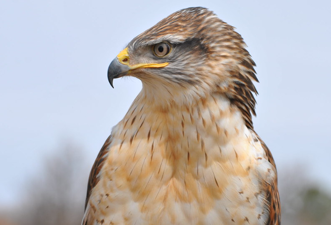 ホークヴィレッジ ワシ タカ種類