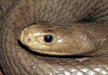 Central Ranges Taipan Facts and Pictures | Reptile Fact