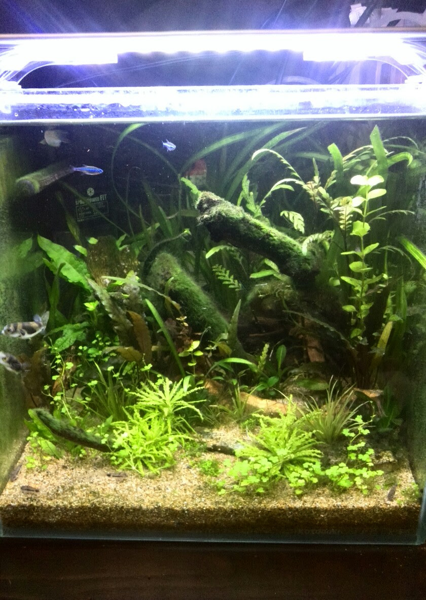 アクアやテラな日常 田砂での水草維持について