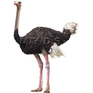 駝鳥 ダチョウのイラスト 条件付フリー素材集
