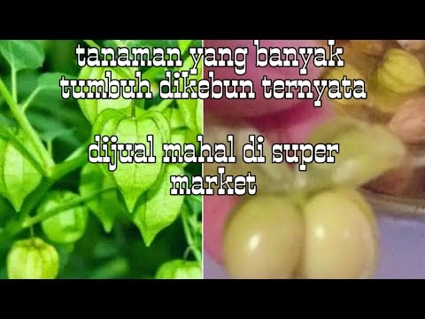 Beautifull Golden berry ciplukan tanaman bernilai jual tinggi, paling baru!