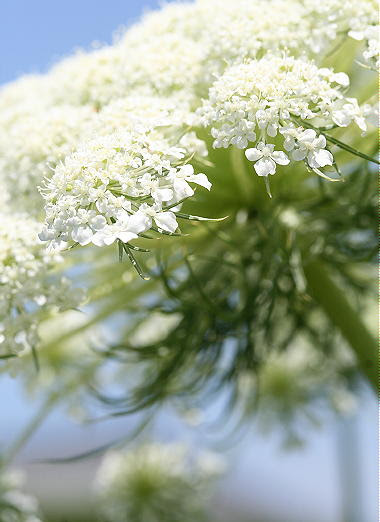 ニンジンの花とホワイトレースフラワー 庭とガーデニング