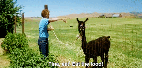 9 Best Napoleon Dynamite Lines That We Still Use Today With Gifs Indiewire