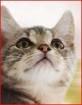 A 15 Mn De Toulon Hotel Pour Chats A Partir 11 J