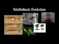 Stickleback Evolution Lab Worksheet Answers