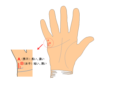 手相で分かる 子供の性別