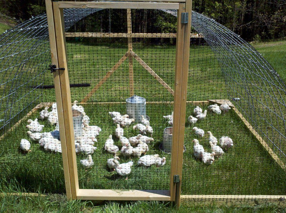 Category: Chickens - Welcome to Old Post Farm