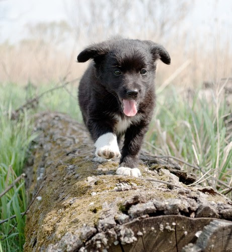 Best Dog Breeds, Pet Nutrition &amp; Obedience Training Advice