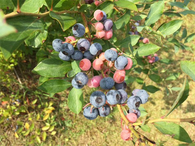 ラビットアイ系のブルーベリーがだいぶ熟れてきました ブルーベリー地頭農園
