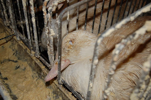 animal cruelty