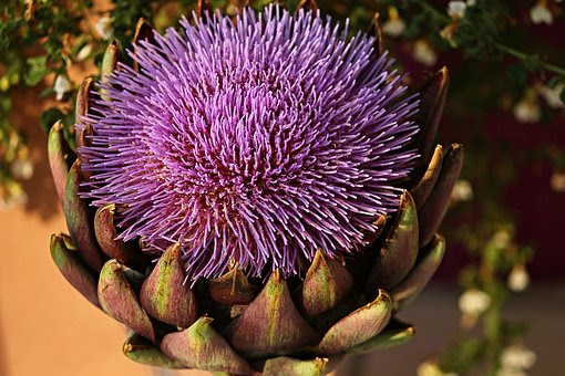 ケサランパサランの正体はアザミという植物の種 植物navi