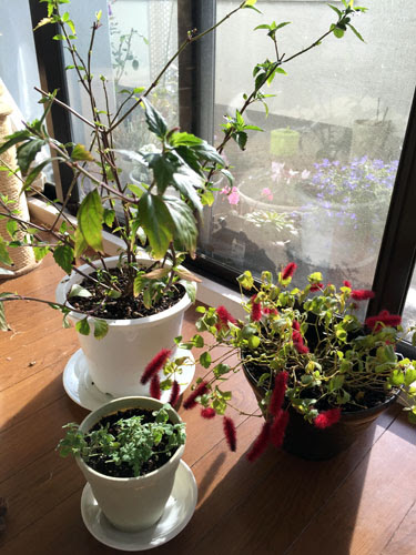 キャッツ３兄弟 気まぐれ 猫魂