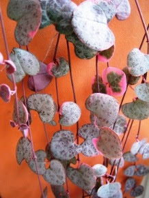 ハートカズラの育て方 自然と暮らす 観葉植物