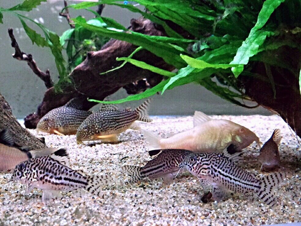 心のままに 泳がせて 今さらですが ジュリーとトリリネの違いって