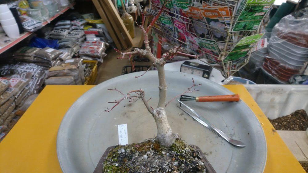 モミジ盆栽の作業 植え替え 花屋さんの植物管理ブログ