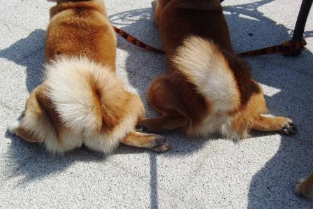 シバックス 柴犬ももとぶん太の育児日記