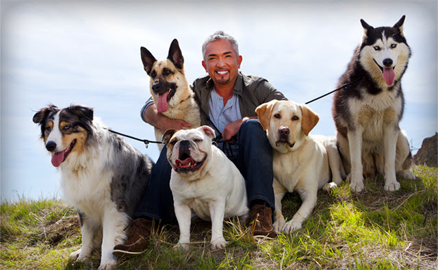 世界中が注目 カリスマドッグトレーナー シーザー ミラン氏 の正体とは 犬の総合情報サイト ペットスマイルニュースforワンちゃん