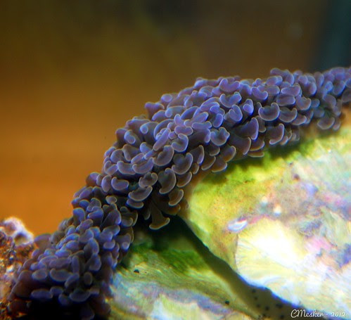 Hammer Coral - 2/52