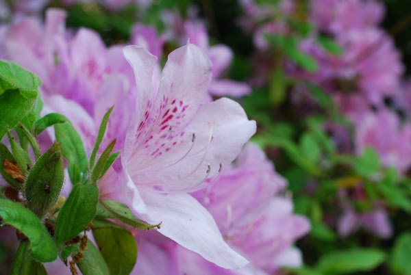 やまとの花手帖 モチツツジ