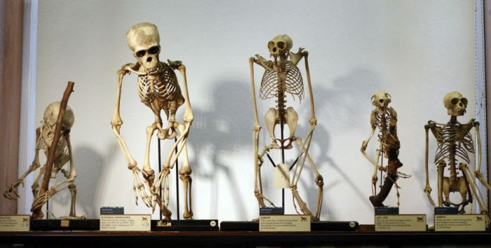 The Grant Museum of Zoology (38 pics)