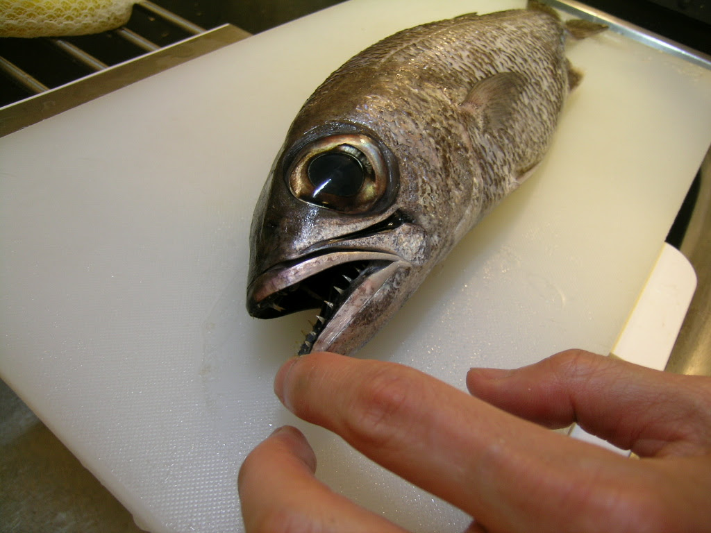 生まれて初めてクロムツ 黒むつ を食べてみた Drk7jp