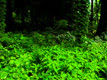 forest26-8.jpeg