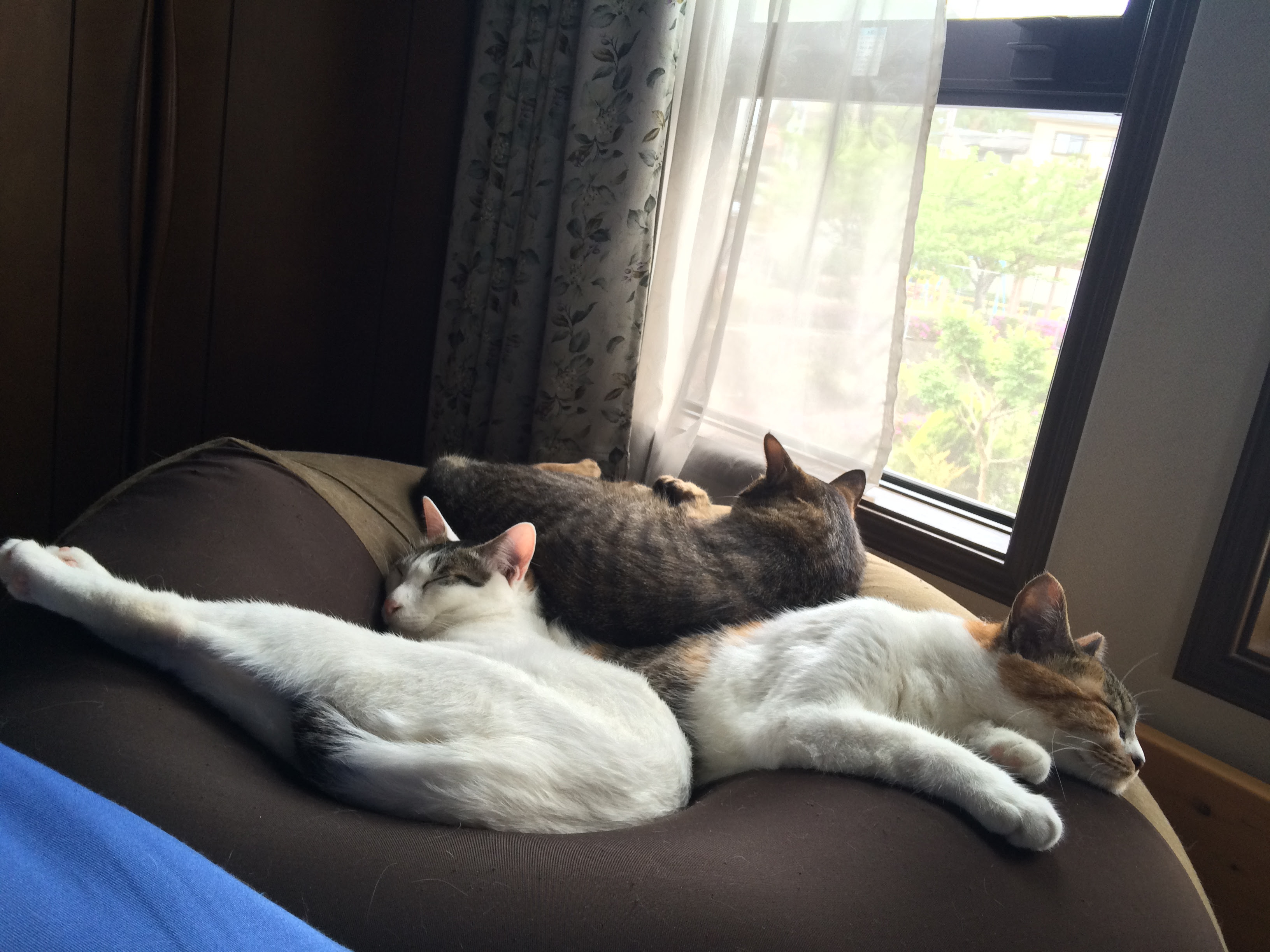 夏の猫ベッドに一工夫 快適な素材や理想の置き場所とは