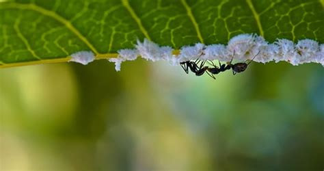 Use nature to ward off these slimy garden pests we earn a commission for products purchased through some links in this article. Marijuana Pests & Bugs: The Ultimate Guide - I Love