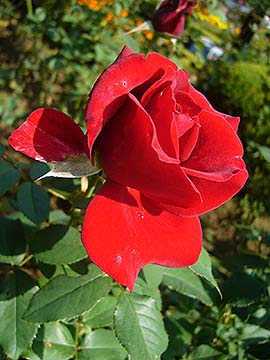 難読漢字図鑑 薔薇