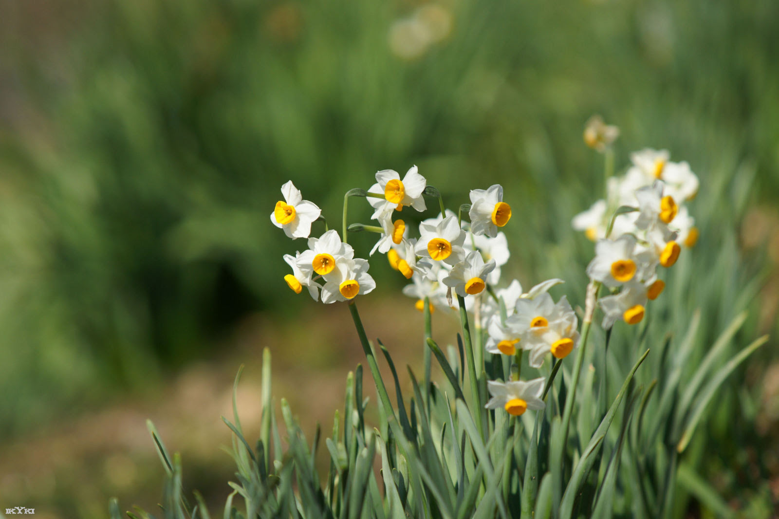 日本水仙 ニホンスイセン 花言葉 自惚れ Ikuyuki A