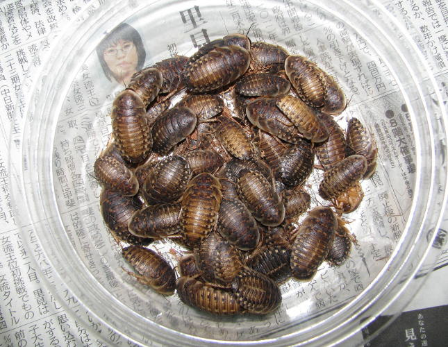 フード 昆虫 爬虫類ショップ 良心堂 愛知県春日井市