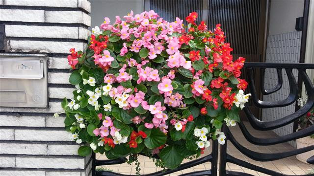 夏花壇の定番 ベゴニアセンパフローレンス 花ズバっ プランツギャザリング寄せ植え教室をお探しの方へ愛知岐阜など全国からお越しいただいています