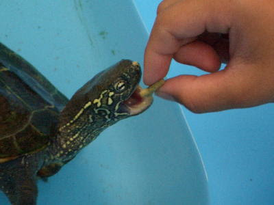 カメさんを飼っています