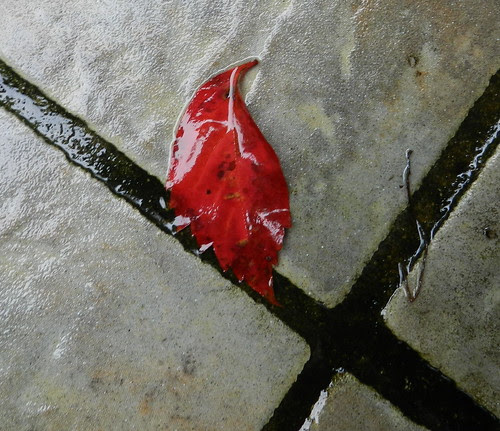 naturenotesDSCN0902