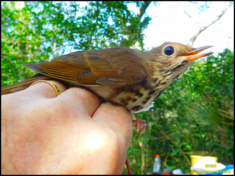 Hermit Thrush