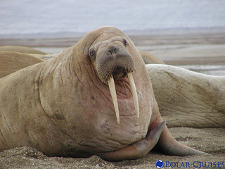 Walrus with large tusks, similar to a baby cutting teeth ;)