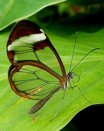 Greta Otto - La Mariposa de Cristal