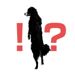 バーニーズマウンテンドッグ Lineスタンプ Lineスタンプマニア クリエイターズスタンプ