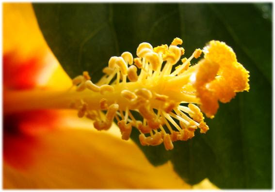 Hibiscus rosa sinensis