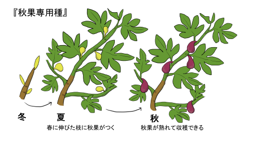 イチジクの育て方 ヤサシイエンゲイ